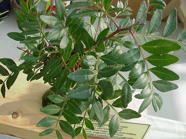 Lentisk leaves