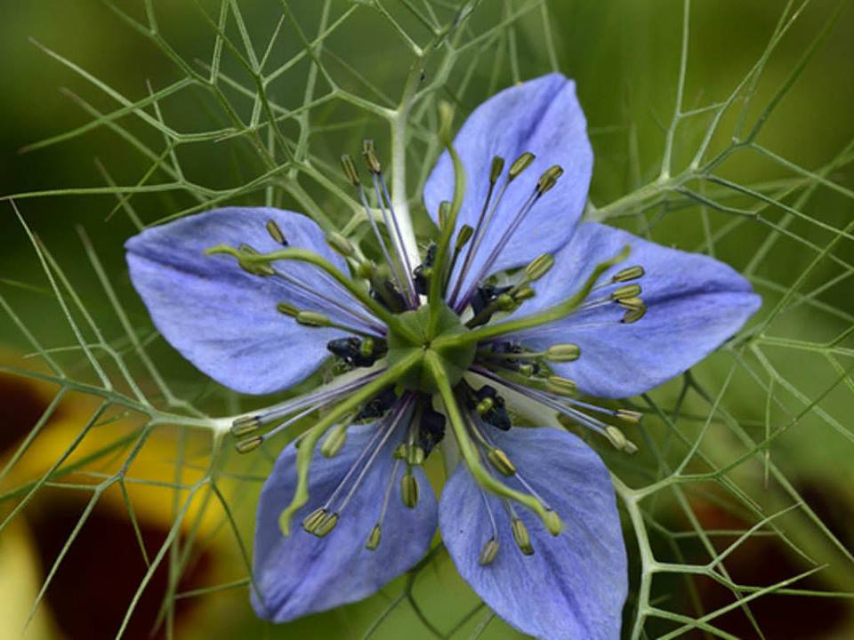 Nigella Sativa
Black Seed Flower