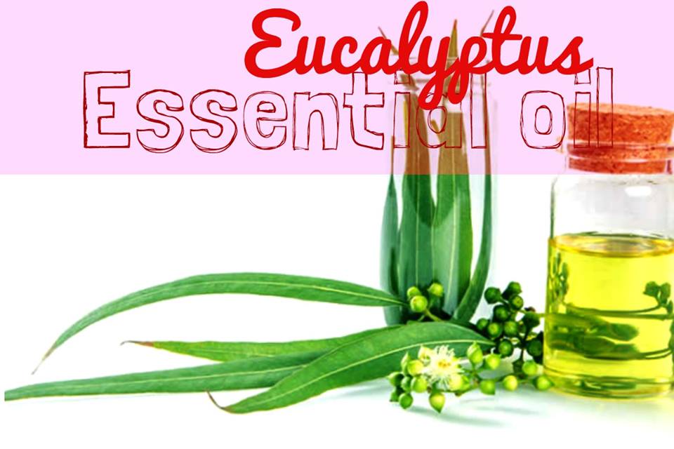 Eucalyptus Essential Oil Benefits